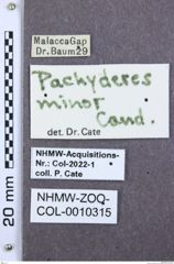 Etikette zu Pachyderes minor (NHMW-ZOO-COL-0010315)